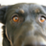 Profile Picture of Richard Murray (@xinit) on Flickr