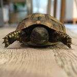 Profile Picture of Scott Haldane Roed (@scott_tricks) on Instagram