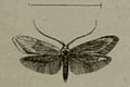 Profile Picture of Syringopais temperatellaon Wikipedia