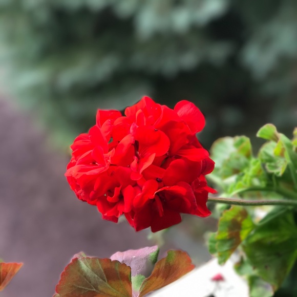 Profile Picture of Maddie Golodner (@maddiegolo) on Poshmark