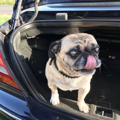 Jo_Dennison - Twitter Profile Picture of Jo_Dennison (@Joannadennison) on Twitter