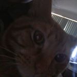 Profile Picture of grace (@stephaniekempton3) on Instagram