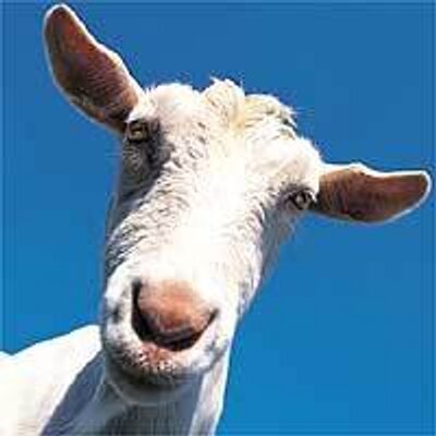 Profile Picture of Mel Britton (@indygoat) on Twitter