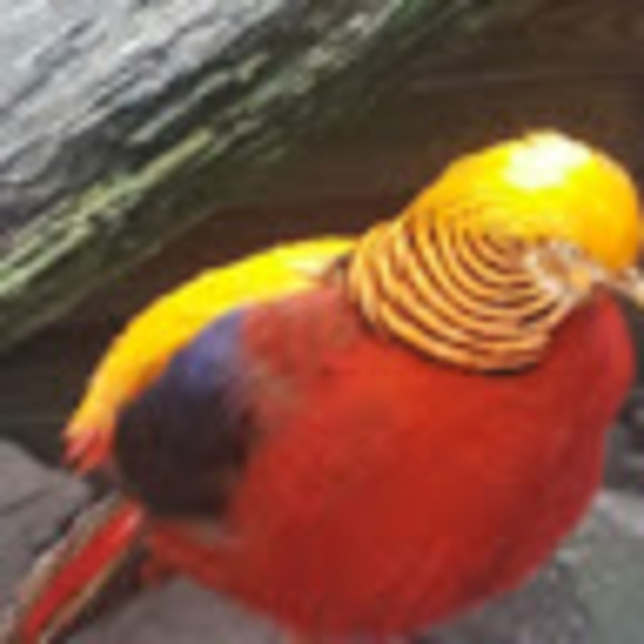 Profile Picture of Jacqueline Casey (@casey6al) on Poshmark