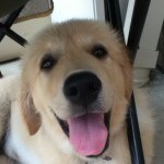 Profile Picture of Bentley Sheldon (@goldenretriever01) on Instagram