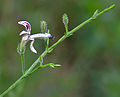 Profile Picture of Andrographis paniculata - Wikipediaon Wikipedia