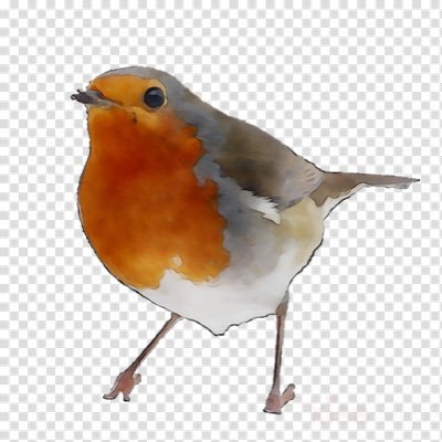 Profile Picture of New Mill Infants - Robin Class (@Robin_NMI) on Twitter