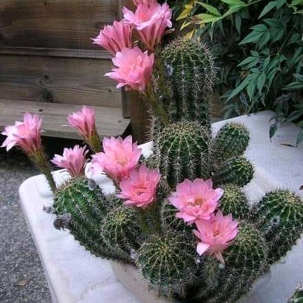 Profile Picture of Ester (@estercastillo._) on Tiktok