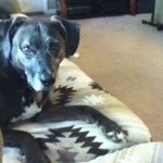 Chip Dunn - Instagram Profile Picture of Chip Dunn (@chippythedog) on Instagram