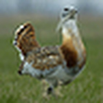 Profile Picture of Is it a Bird (@Is it a Bird) on Flickr