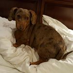 Profile Picture of Jonni (@jonnispehar) on Instagram