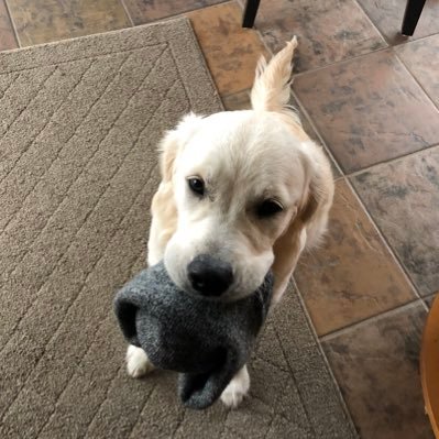 Profile Picture of Kierstencarlson (@kierstentwitch) on Twitter