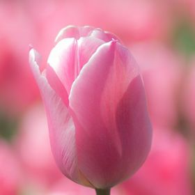 Profile Picture of Queen (@pinkydoll0791) on Pinterest