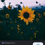 Profile Picture of katelynmccurry2 (@katelynmccurry2) on Instagram