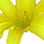 Profile Picture of Sandra Jacobson (@crazy_princess_bitch) on Flickr