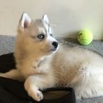 Profile Picture of Farrah Weaver (@farrahthehusky) on Instagram