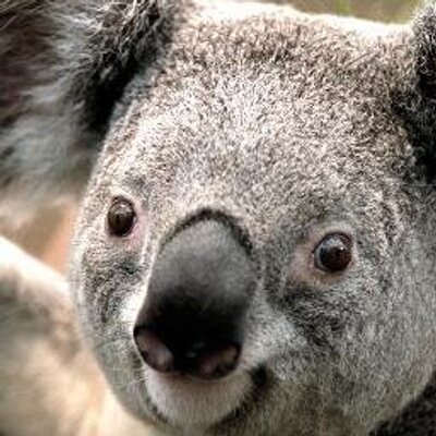 Profile Picture of Kenneth  Suarez (@kennethsuarez3) on Twitter