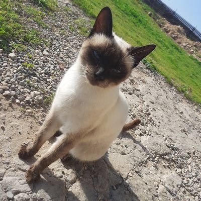 Profile Picture of Bourara Fethi (@BouraraFethi2) on Twitter
