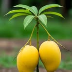 Profile Picture of Baba Bark (@baba.bark.194344) on Facebook