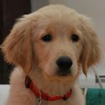 Profile Picture of Brian Kwong (@brianhlk) on Instagram