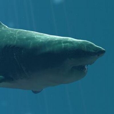 Profile Picture of Kevin Salmon (@kevinsalmon8) on Twitter
