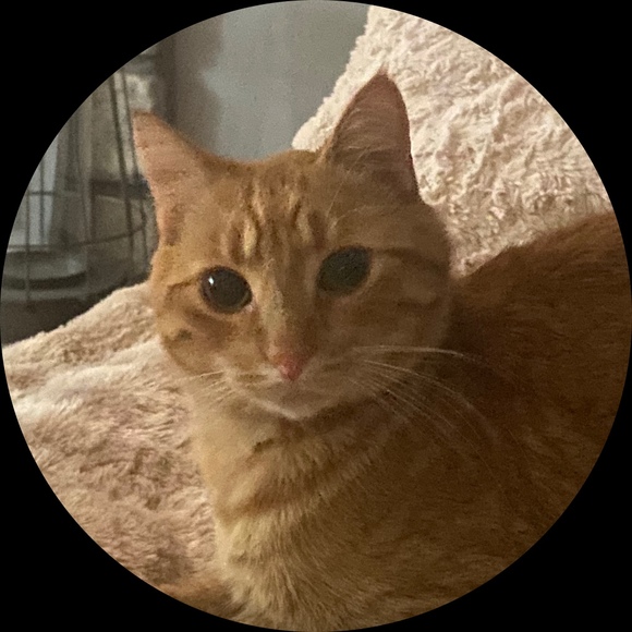 Profile Picture of Piper Hoffman (@pipermanoban) on Poshmark