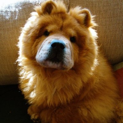 Profile Picture of Chow Down (@TedEbertChowGod) on Twitter