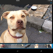 Profile Picture of Lockyer Taulealea (@lockyertaulealea8499) on Youtube