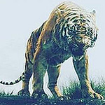 Profile Picture of Muhammad Bilal (@#stealth) on Flickr