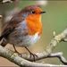 Profile Picture of Robin (@springbird50) on Pinterest