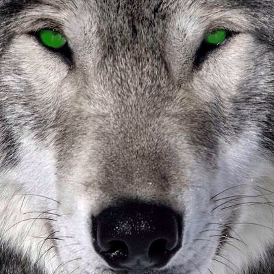 Profile Picture of Trinity Sullivan (@wolf1885) on Twitter