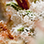 Profile Picture of Denver Green Photography (@denver green photography) on Flickr