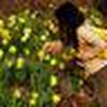 Profile Picture of Caroline Nguyen (@happycamp3r) on Flickr