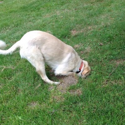 Profile Picture of Janice Bokenkotter (@bokenkotter) on Twitter