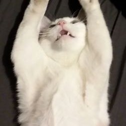 Profile Picture of Josh F Christman (@JoshFChristman2) on Twitter