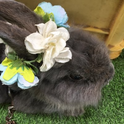 Profile Picture of アグモン (@OIegezZwHLACaJ1) on Twitter