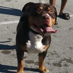 Profile Picture of Gilbert Grantlin (@fastman_bg) on Instagram