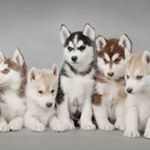 Profile Picture of Peter Fliscchman (@jackfrost626) on Instagram