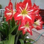 Profile Picture of Shelly Pope (@shelly.pope.9887) on Instagram