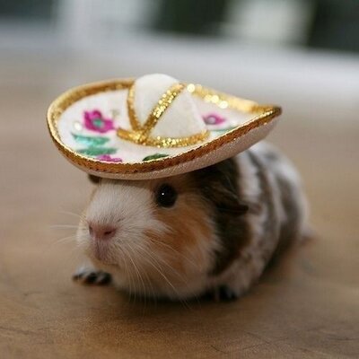 Profile Picture of Shelley Dillon (@shelleyjdillon) on Twitter