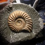 Profile Picture of Adam Morris (@redbeard_fossils) on Instagram