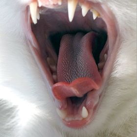 Gabriella Ethier - Pinterest Profile Picture of Gabriella Ethier (@el0pement) on Pinterest