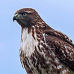 Profile Picture of mike ayers (@michael'sphotography) on Flickr