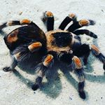 Profile Picture of Richard Bähr (@richard.baehr) on Instagram
