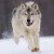 Profile Picture of David Riniker (@wolfsfx1) on Pinterest