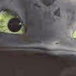 Profile Picture of Thomas Hannigan (@most_perfect_man) on Instagram