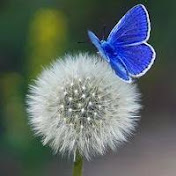 Profile Picture of Jason Crest (@jasoncrest6578) on Youtube