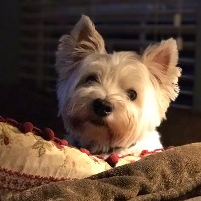 Profile Picture of Bryan Harston (@BH_MrSpacely) on Twitter