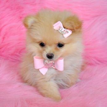 Profile Picture of Bobbi Davies (@DaviesBobbi) on Twitter