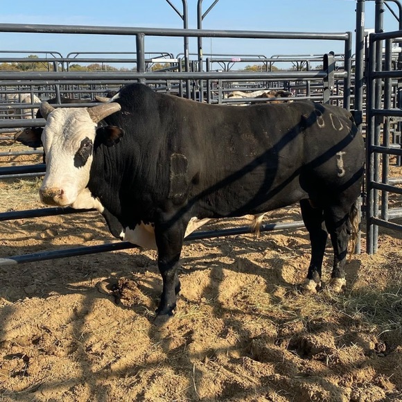 Profile Picture of Alex Bozeman (@ryan_blackard88) on Poshmark